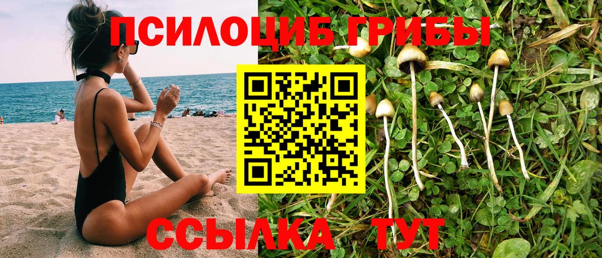 Галлюциногенные грибы Psilocybe Пугачёв